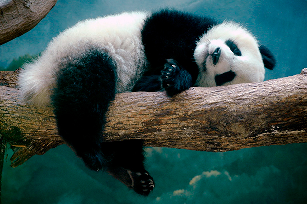 Большие панды нерасторопны и порой даже ленивы