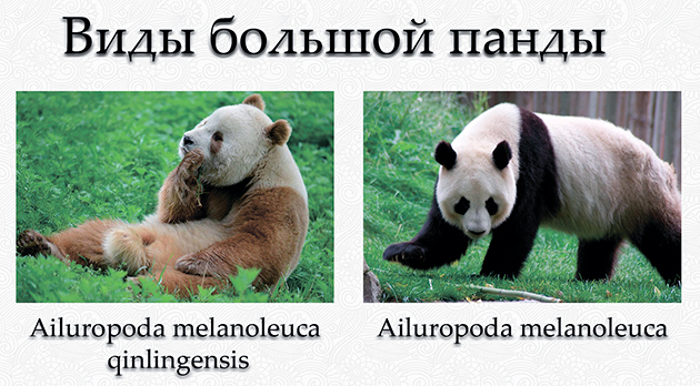 На сегодняшний день выделяют 2 подвида у Большой панды
