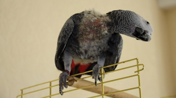 Почему попугай выщипывает перья