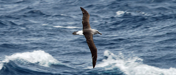 Самые быстрые животные - Сероголовый альбатрос