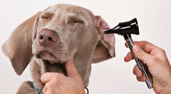 Почему чешутся уши у собак