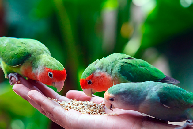 При должном уходе попугаи-неразлучники редко болеют