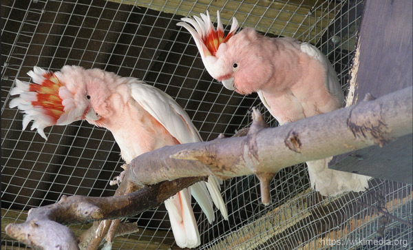 Попугай Какаду - фото
