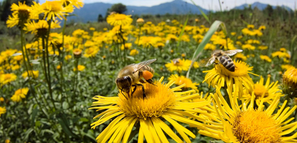 Пчелы. Разведение в неволе. Пчелиный мед
