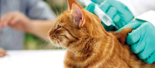 Своевременная вакцинация - лучший метод профилактики бешенства у кошки