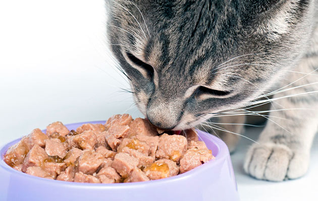 Рацион питания при бешенстве у кошки должен быть более витаминизирован