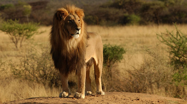 Африканский лев - царь зверей