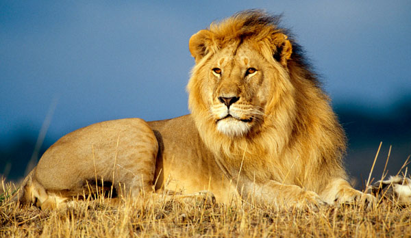 Африканский лев - могучий хищник