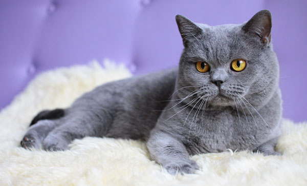 Самые большие породы кошек - Британская короткошерстная кошка
