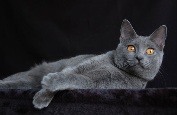 Самые большие породы кошек - Шартрез (Картезианская кошка)