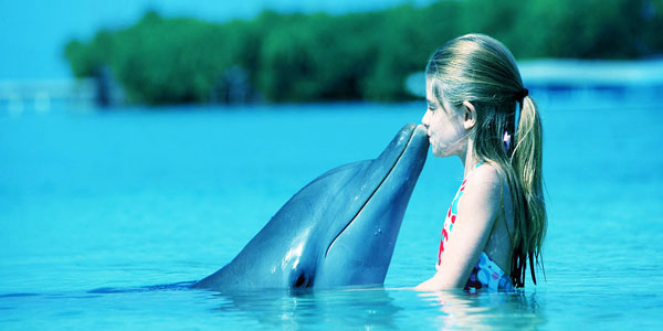 Дельфины — водные млекопитающие