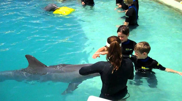 Дельфины - водные млекопитающие