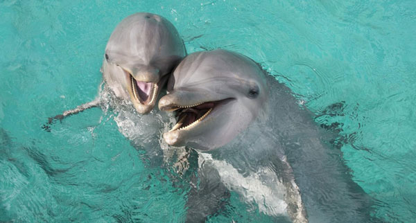 Дельфины - водные животные
