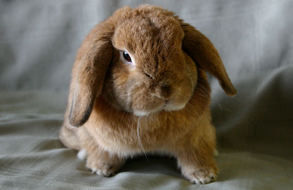 Вислоухий кролик Карликовый баран - содержание, уход, питание. купить