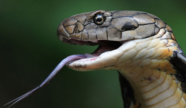 Самые ядовитые животные в мире - Королевская кобра