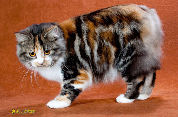 Самые большие породы кошек - Курильский бобтейл