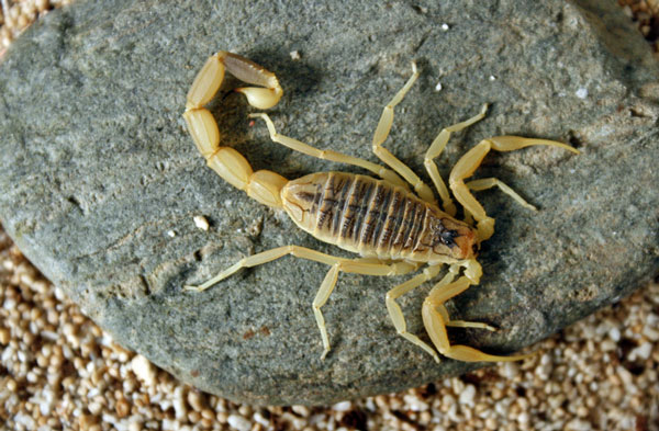 Самые ядовитые животные в мире - Ядовитый скорпион Лейурус Охотник