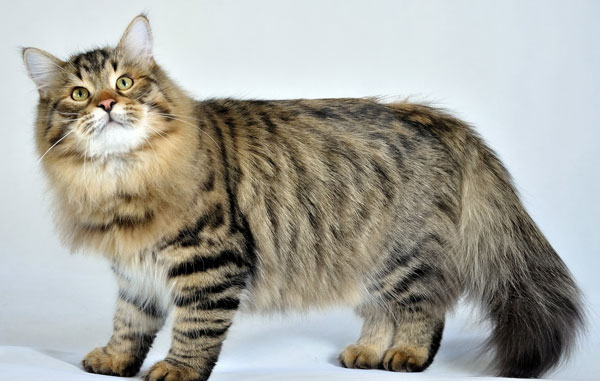 Самые большие породы кошек - Сибирская кошка