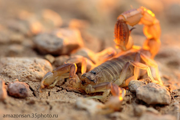 Самые ядовитые животные в России - Ядовитые скорпионы