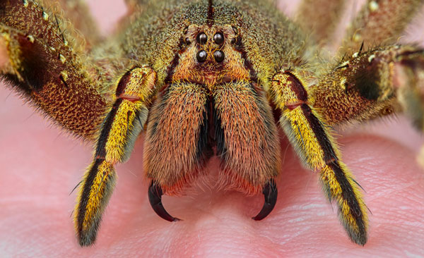 Самые ядовитые животные в мире - Странствующий паук Бразилии
