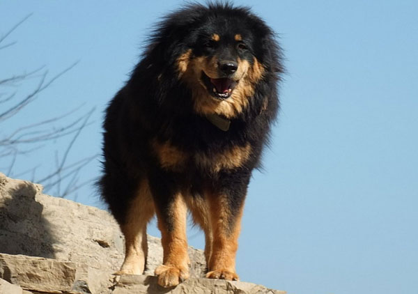 Самые большие породы собак - Тибетский мастиф