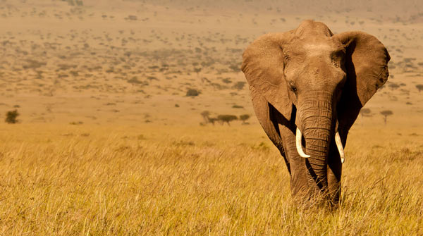 Африканский слон - фото, описание, ареал обитания, питание