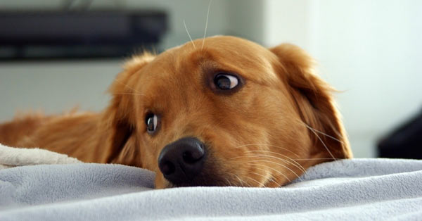 Аллергия у собак: виды, симптомы, лечение, профилактика