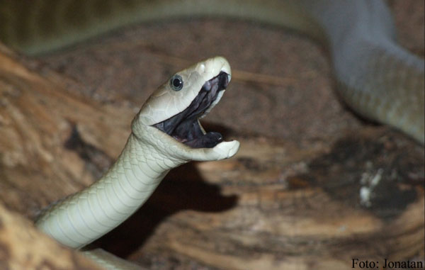 Игольная змея mehelya capensis