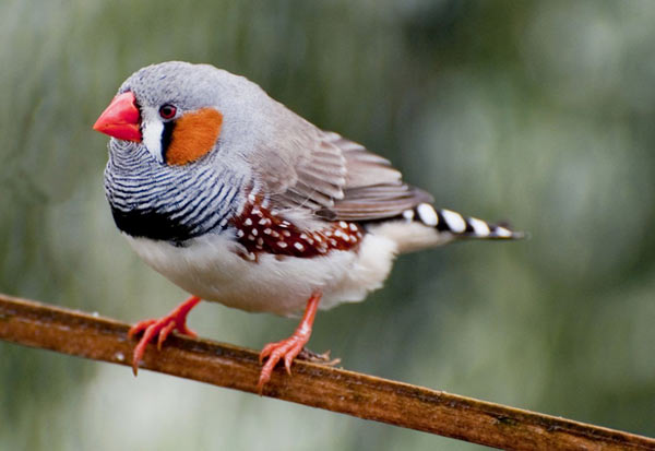 Птички амадины – домашние и неприхотливые
