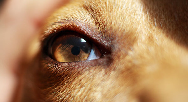 Зрение у собаки