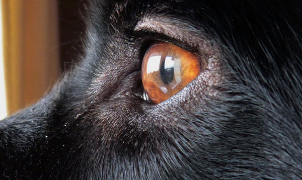 Зрение у собаки - как видит собака
