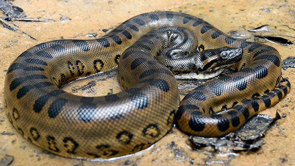 Анаконда – гигантская змея