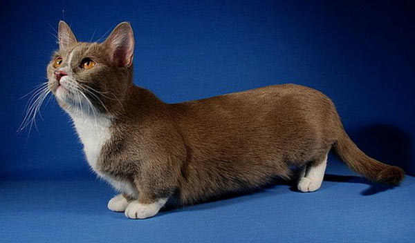 Самые маленькие породы кошек - Манчкин