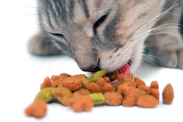 У кошек пищевая аллергия протекает тяжело