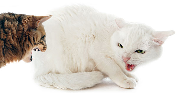 Аллергия на внешние раздражители у кошек, в основном, проявляется после девятого месяца