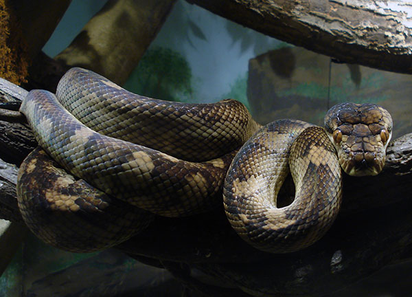 Самые большие змеи - Аметистовый питон