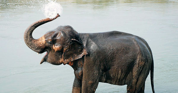 Слоненок после появления на свет уже стоит на ногах и пьет материнское молоко