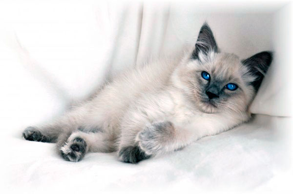 Гипоаллергенные породы кошек - Балийская кошка