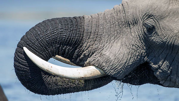 Бивни у индийских слонов напоминают гигантские рога, берущие начало в пасти