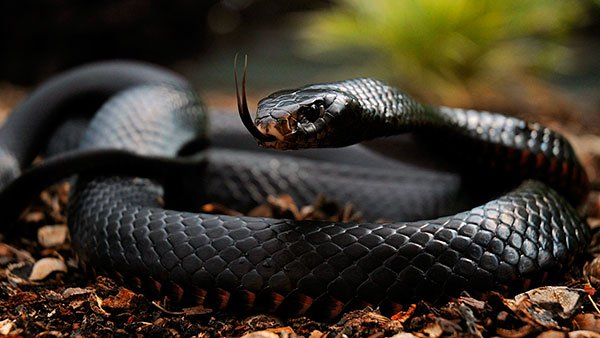 Самые большие змеи - Черная мамба