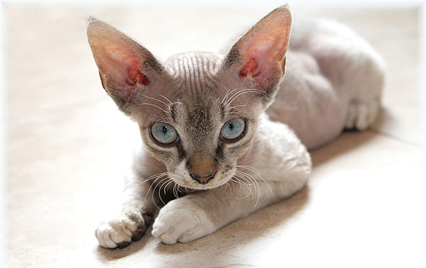 Гипоаллергенные породы кошек - Девон-рекс