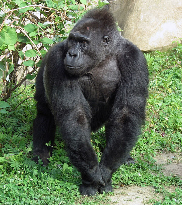 День гориллы рочень насыщененн и начинается с короткой прогулки вокруг гнезда, поедания листвы или травы