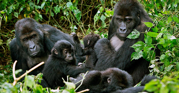 Особенности размножения гориллы