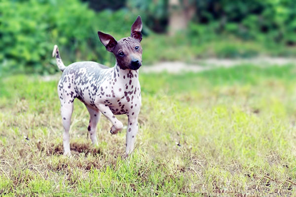 Гипоаллергенные породы собак - Американский голый терьер 