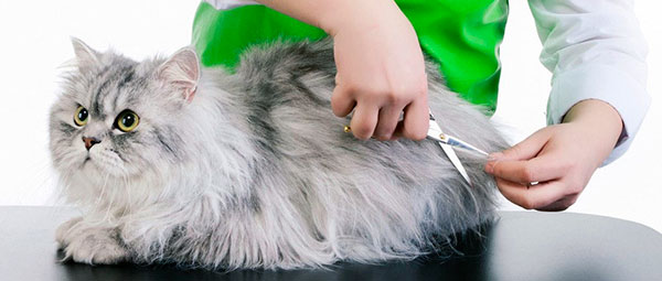 Гигиеническую стрижку проводят по мере необходимости, а для кошек с короткой шерстью стрижка вообще не нужна