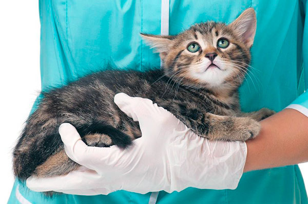 Вылечить кошку от аллергии можно специальными лекарственными препаратами в виде капелек: Фронтлайн и Адвантикс