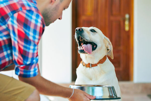 Если ваша собака ест промышленные корма, отдавайте предпочтение «супер-премиум» и «премиум» или тщательно сами составляйте меню для вашего питомцаЕсли ваша собака ест промышленные корма, отдавайте предпочтение «супер-премиум» и «премиум»