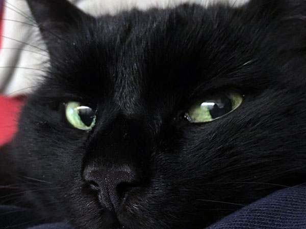 В XIX веке жители России убивали черных кошек ради реализации шкурок
