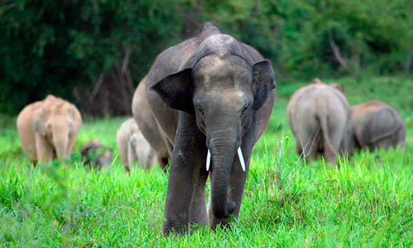 Матриархат у слонов устроен следующем образом - есть одна, самая взрослая самка, которая руководит своими менее опытными сестрами, детьми и достигшими половой зрелости самцами