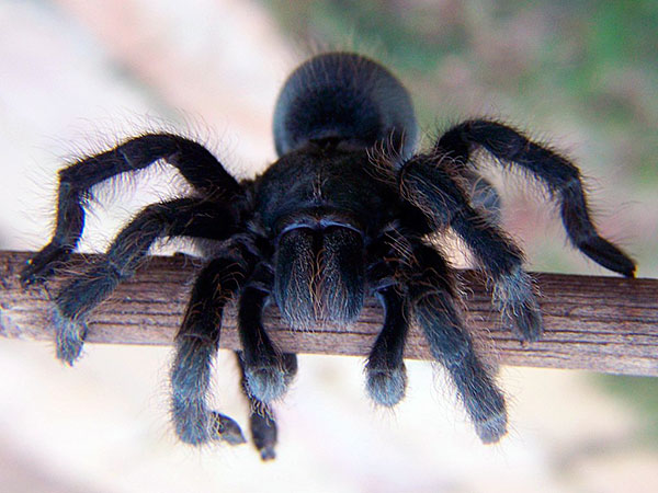 Южнорусский тарантул – самый большой паук, который обитает на большей территории бывшего СССР